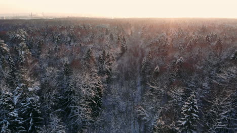 Aerial-view:-winter-forest.-Snowy-tree-branch-in-a-view-of-the-winter-forest.-Winter-landscape,-forest,-trees-covered-with-frost,-snow.