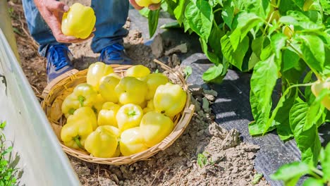 Gewobener-Korb-Voller-Gelber-Paprika-Zu-Füßen-Des-Mannes,-Er-Fügt-Mehr-Hinzu,-Um-Ihn-Zu-Füllen---Isolierte-Ansicht-In-Zeitlupe-Auf-Korb-Und-Hände