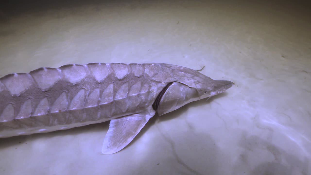 imágenes submarinas de un esturión del golfo (acipenser oxyrinchus desotoi) nadando lentamente en el fondo de un río 2018