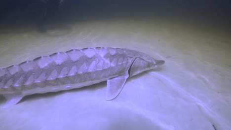 imágenes submarinas de un esturión del golfo (acipenser oxyrinchus desotoi) nadando lentamente en el fondo de un río 2018