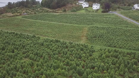 Vista-Aérea-De-Una-Zona-Agrícola-Con-árboles-De-Navidad-En-Noruega