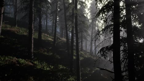 Calm-moody-forest-in-misty-fog-in-the-morning