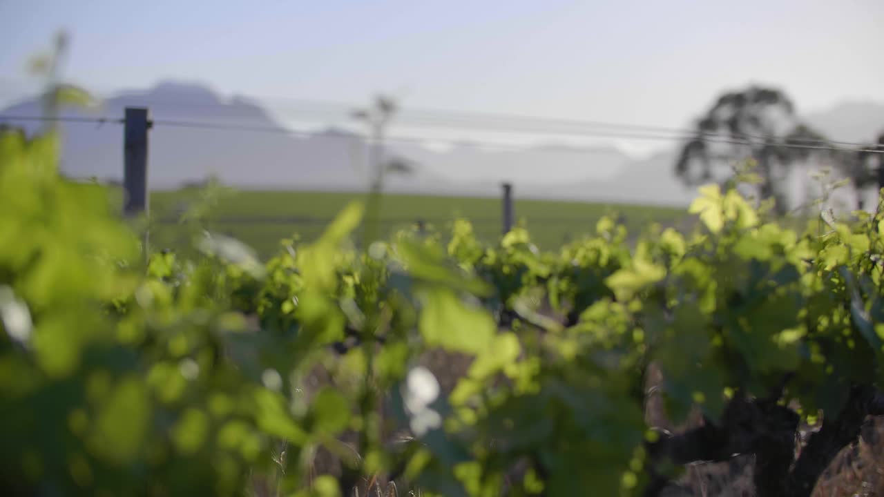 concéntrese en las bayas de uva para bebés jóvenes en un viñedo verde con una cordillera y hileras de viñedos en una colina en el fondo a la luz del amanecer temprano en la mañana en una granja de vinos, stellenbosch