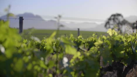 focus pulling to young baby grape berries on green vineyard with mountain range and rows of vineyards on hill in background in early morning sunrise light on wine farm, stellenbosch