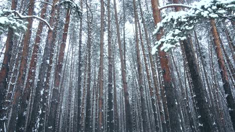 snowfall in forest, snow covered trees. seamless.
