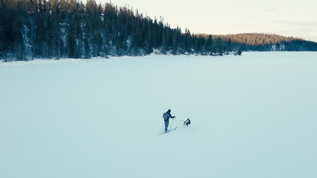 Alaskan Malamute Pulling Man On Ski Skiing In The Snowy Frozen Lake In Winter