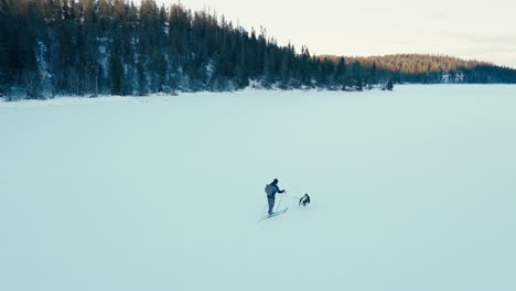 alaskan malamute pulling man on ski skiing in the snowy frozen lake in winter