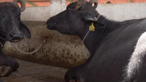 black cow tied to wall sitting on floor inside barn