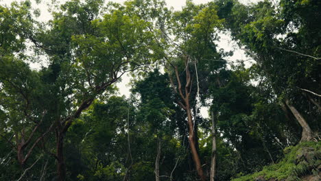 Lush forest canopy