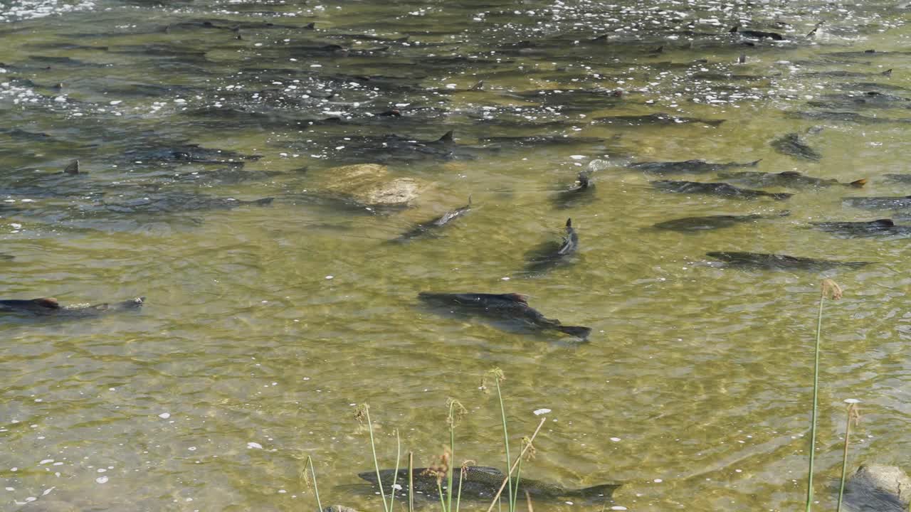 Salmon swimming upstream in shallow river water during spawning season, captured from above