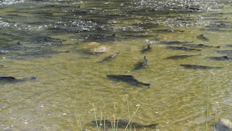 salmon swimming upstream in shallow river water during spawning season, captured from above