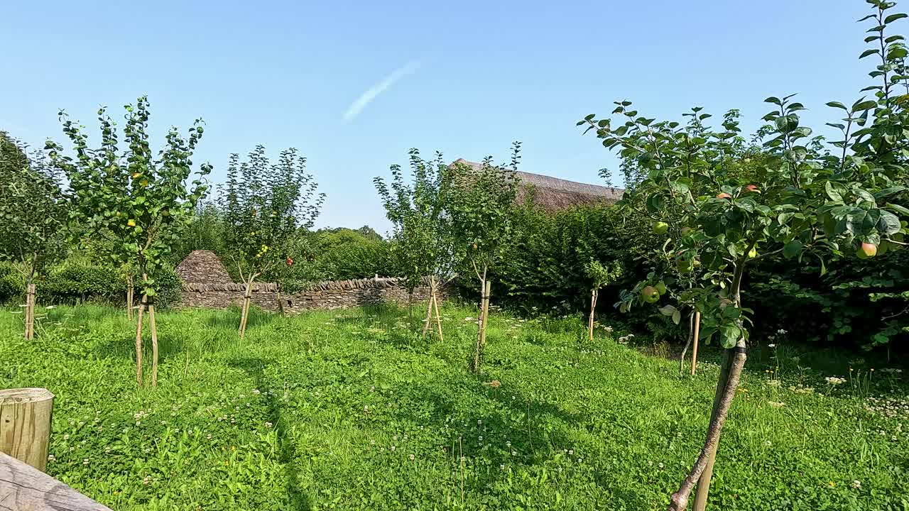 조용 한 환경 에서 울창 한 사과 정원