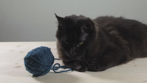 black maine coon cat with ball of yarn laying down on a wooden table