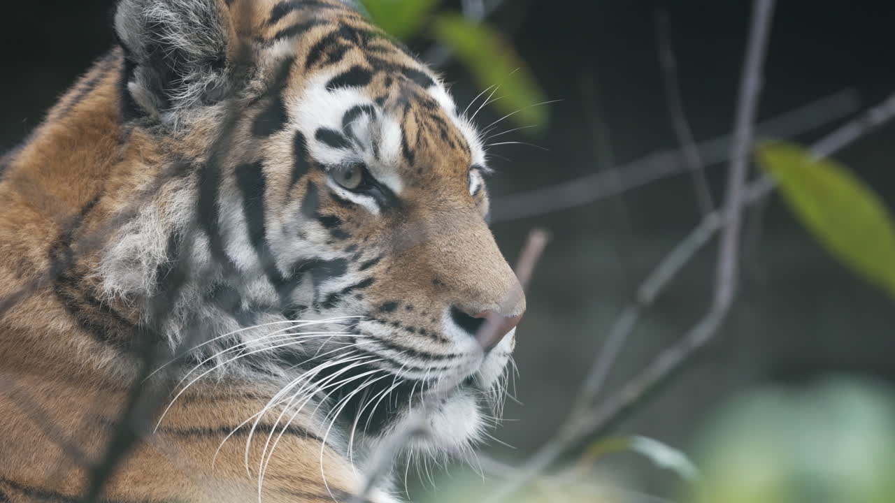 tigre siberiano, detalle de retrato