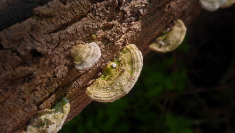 Detaillierter-Blick-Auf-Grüne-Polyporenpilze-Auf-Einem-Umgestürzten-Stamm-In-Einem-üppigen-Wald-An-Einem-Sonnigen-Frühlingsmorgen