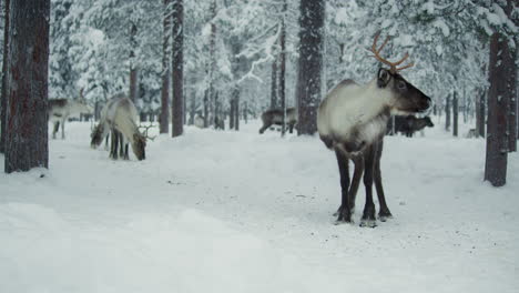 Renos-Comiendo-En-Un-Bosque-Nevado-En-La-Laponia-Finlandesa