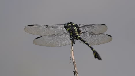 la libélula de cola de brida común se ve comúnmente en tailandia y asia