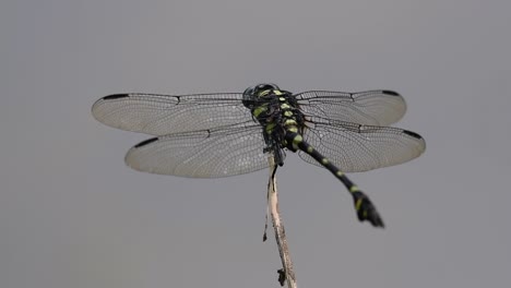 the common flangetail dragonfly is commonly seen in thailand and asia