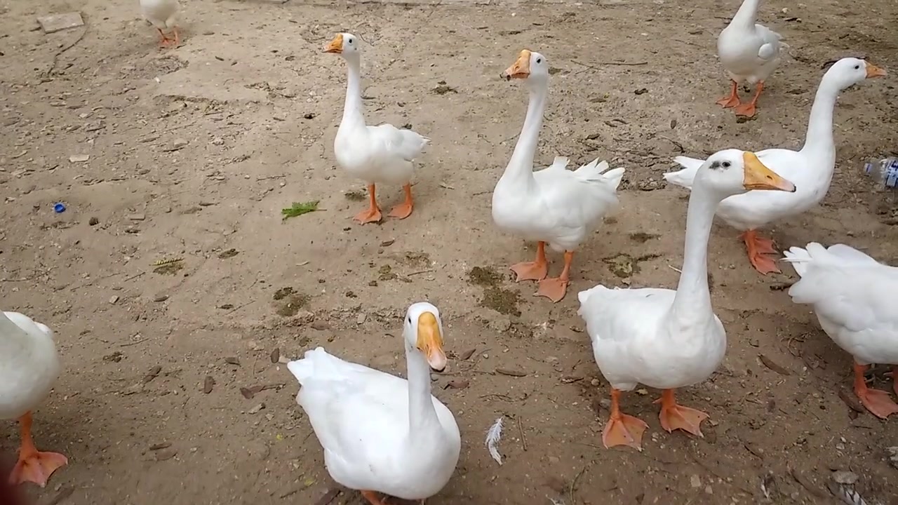 Oche bianche in piedi insieme su terreno sabbioso, che mostrano un comportamento naturale e calmo nel loro habitat esterno presso il giardino zoologico di Karachi