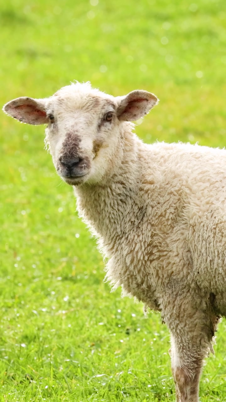 Una pecora Devon Closewool si erge in un lussureggiante campo verde sotto la luce del giorno intensa, ripresa in un sereno ambiente rurale