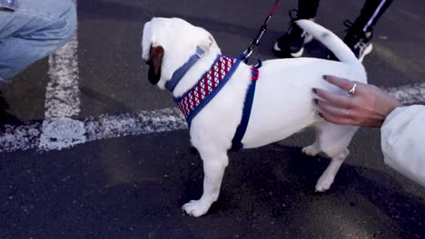 person fondling a dog on a leash