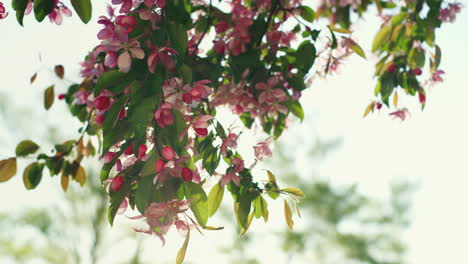 pink sakura view against bright golden sun. inspiring floral spring scene.