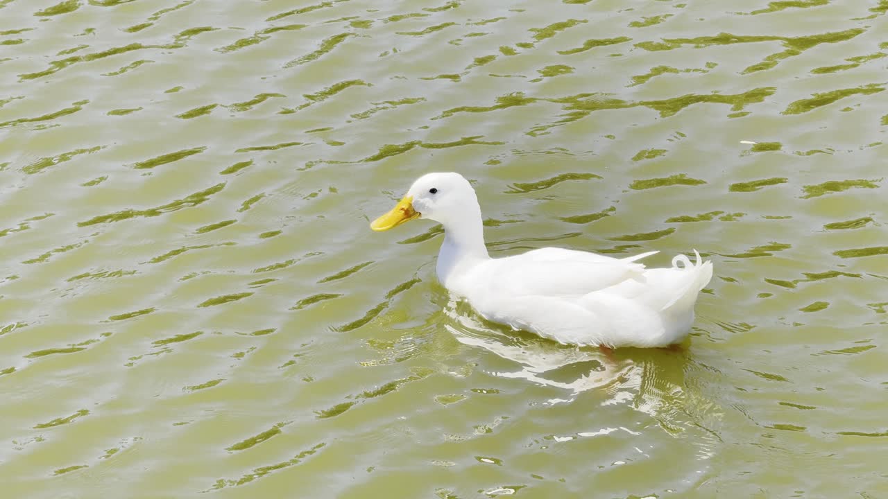 Pato Pekin Americano nada em um lago calmo cercado por paisagens naturais, mostrando um comportamento pacífico.