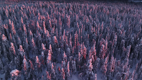 drone circling around a lilac and pink snowy forest, dramatic sunset in lapland