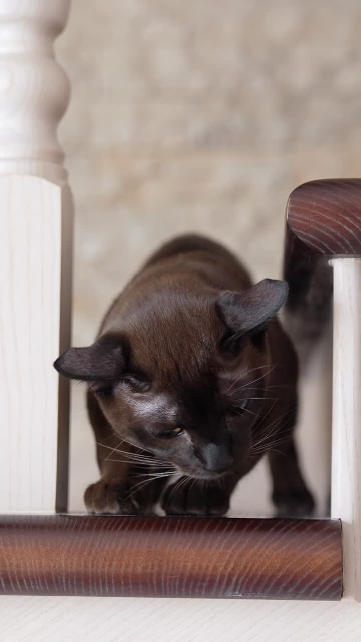Cute cat relaxing indoors. Domestic cat on wooden stairs inside the house. Vertical video