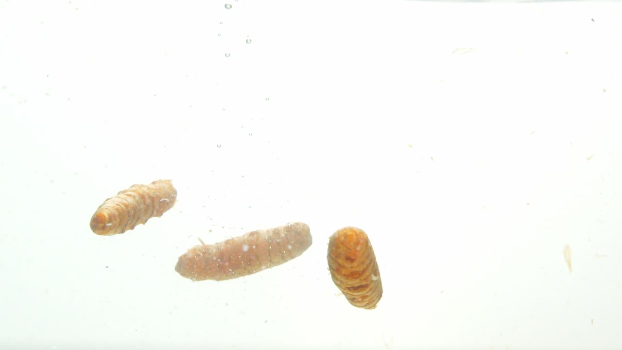 흰색 배경에 격리된 세 조각의 심황이 물에 떨어졌습니다.