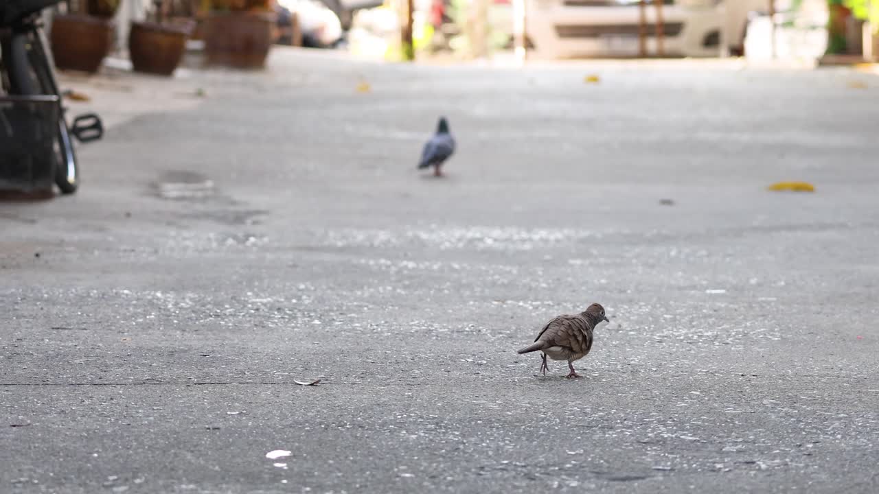 두 마리의 새가 콘크리트 표면에서 고 고 있습니다.
