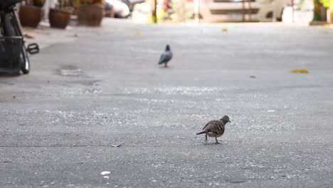 dos pájaros picoteando y caminando sobre una superficie de concreto