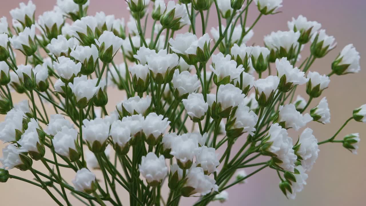 Close-up video shot of delicate white flowers against a soft, pastel background
