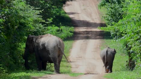 The-Asiatic-Elephants-are-endangered-species-and-they-are-also-residents-of-Thailand