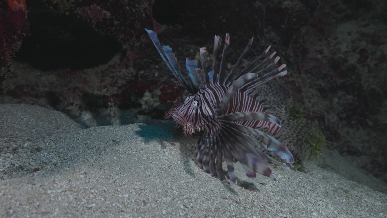 Lionfish Gliding Over Coral Reef in 4K 60 FPS