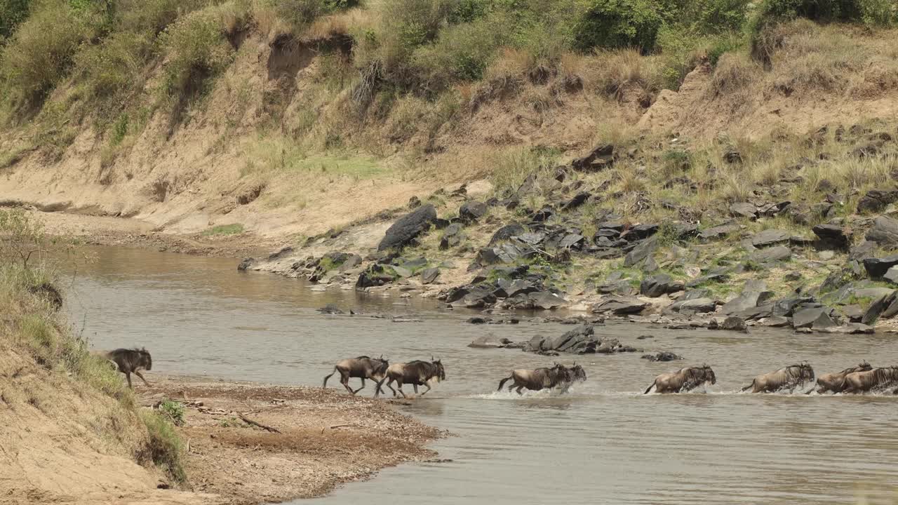케냐 마사이마라에서 강을 건너는 신경질적인 누우 떼