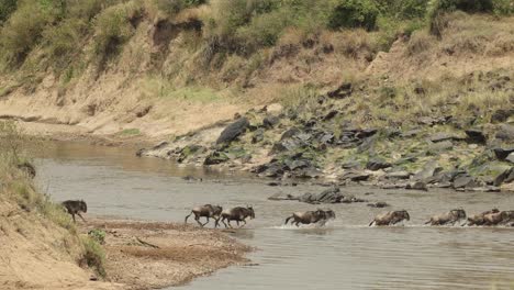 a herd of nervous wildebeest crossing a river in the masai mara, kenya