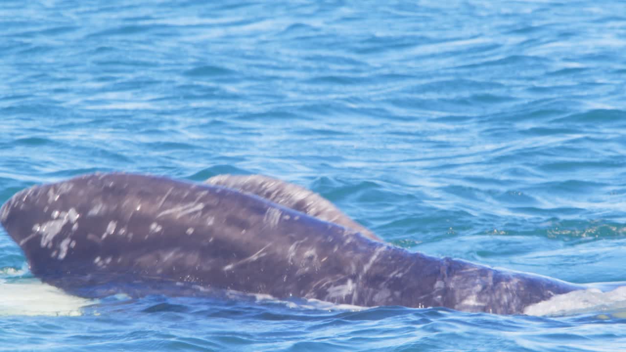A Southern right whale lying on it's side showing a pectoral fin, splashing it on water