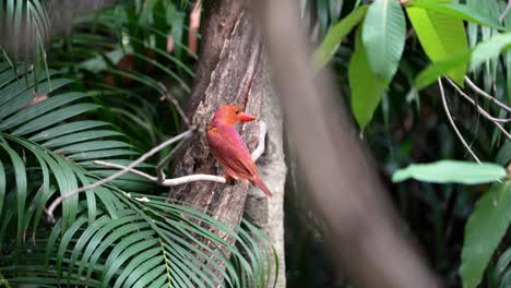 Pájaro-Martín-Pescador-Rojizo-Moviendo-La-Cola-Mientras-Se-Posa,-Luego-Se-Va-Volando