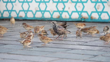 sparrows and starling feeding on the ground