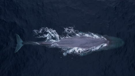 blue whale dives deep showing his fluke as it disappear into the deep waters off the california coastline