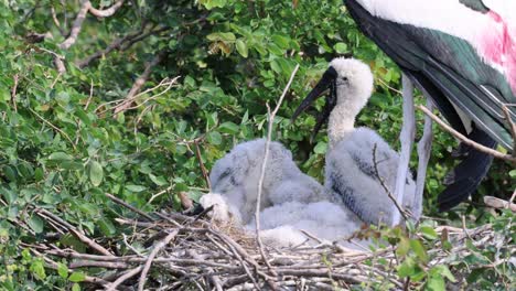 parent stork feeds growing chicks in treetop nest