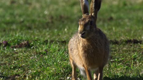 liebre europea en un campo