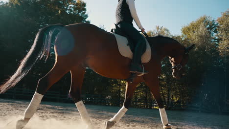 beautiful trakehner horse trots in slow motion with a female rider in a sandy arena outside