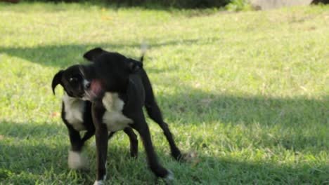 two patterdale terrier puppies playing on green grass of back garden. - handheld