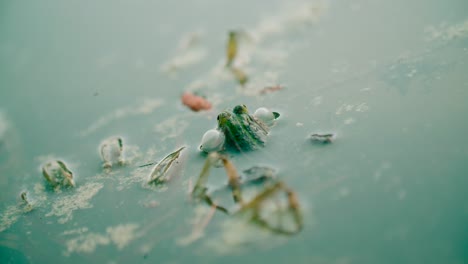 Close-up-shot-of-small-Common-European-Green-Frog-floating-in-the-water