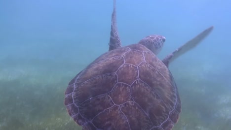 tortuga 72