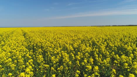 vast rapeseed field under a clear sky