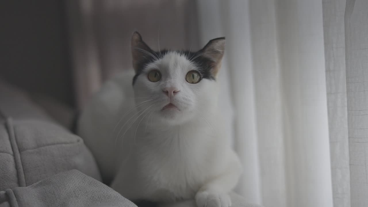 어도비 집에 있는 흰 고양이