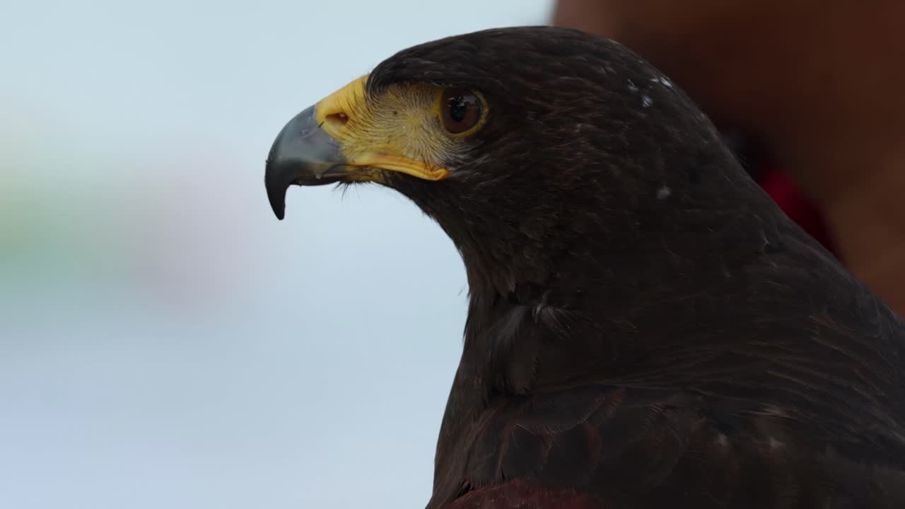 Detailed view of a Harris Hawk's head and beak, showcasing its sharp gaze and intricate feather patterns.
